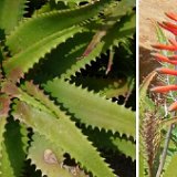 Aloe elgonica infl. P1120518.jpg